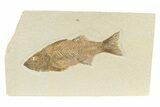 Uncommon Fish Fossil (Mioplosus) - Wyoming #240366-1